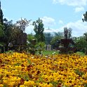 Rudbeckia hirta